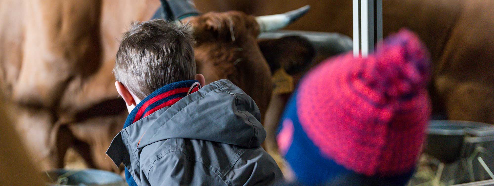 Enfants face à des vaches