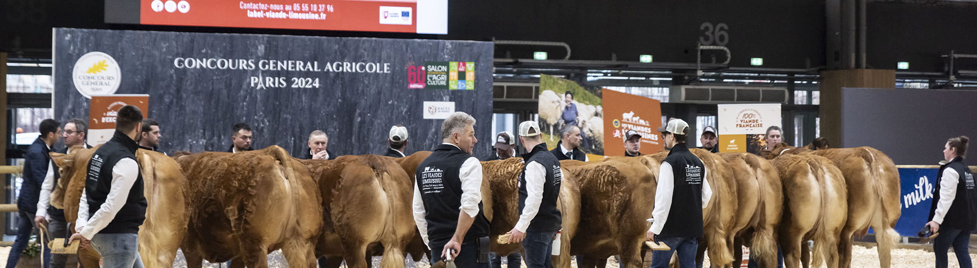 Vaches présentées au concours agricole 2024