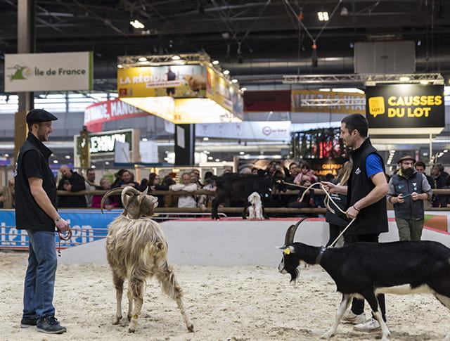 Eleveurs présentant leurs chevres lors du concours agricole 2024